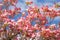 Dogwood tree with showy and bright pink biscuit-shaped flowers and green leaves on blue sky with clouds background