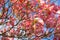 Dogwood tree with showy and bright pink biscuit-shaped flowers and green leaves on blue sky with clouds background