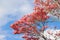 Dogwood tree with showy and bright pink biscuit-shaped flowers and green leaves on blue sky with clouds background