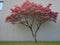 Dogwood tree with showy and bright pink biscuit-shaped flowers and green leaves on white wood background