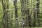 Dogwood Trees bloom in a green forest in the Smokies.