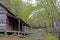 Dogwoods are blooming around the Bud Ogle Place in the Smokies.