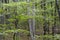 Dogwoods blooming in the landscape of the Smokies.