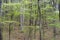 Dogwoods blooming in the landscape of the Smokies.