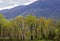 Dogwoods blooming with new growth in the Great Smoky Mounains.