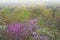 Dogwoods and Redbuds in Bloom Cumberland Falls