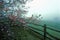 Dogwoods and split rail fence in spring fog, Monticello, Charlottesville, VA