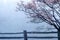 Dogwoods and split rail fence in spring fog, Monticello, Charlottesville, VA