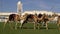 DOHA, QATAR - 14 FEBRUARY 2018: Camels on the Green Grass Nearby the Emiri Diwan - Qatarian Emir Residence at Souq Waqif