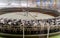 Doha, Qatar- March 03,2022 : Multiple cows at smart milking machine at a dairy farm