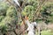 At Doi Ang Khang Chaing Mai Unidentified gardener spraying an insecticide a fertilizer to his plant