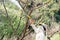 At Doi Ang Khang Chaing Mai Unidentified gardener spraying an insecticidefertilizer to his plant