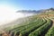 Doi Angkhang mountain chiangmai Thailand strawberry field