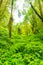 Doi Inthanon nature park, Thailand. Tropical rainforest with fresh green trees and plants. Shortly after rain, fog in the far.