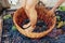 Doing wine ritual,Female feet crushing ripe grapes in a bucket to make wine after harvesting grapes