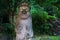 Dol Hareubang statue in green forest, Seogwipo, Jeju Island, South Korea