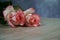 Dolce vita rose on wood with gray background