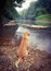 Dolden retriever dog sit near river or lake at sunrise and morning mist. Pets friendly travel