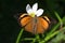 Doleschallia bisaltide - Butterfly