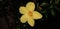 Dolichandra unguis-cati || Allamanda cathartica beautiful flower