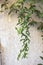 Dolichandra unguis-cati climber vine close up