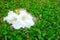 Dolichandrone serrulata (DC.) Seem. on grass lawn