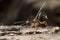 Dolichomitus wasp and pseudoscorpion