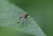 Dolichopodidae long-legged flies