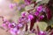 Dolichos lablab bean purple flower nature green background