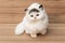 Doll white Cat on wooden table,Cat Plush toy for children