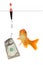 Dollar and goldfish