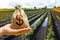 Dollar money bag in a hand on freshly watered potato field. Support for farming, loans for the sowing campaign and the purchase of