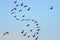 Dollar sign created of wild ducks flock flying away in blue sky.