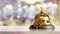 dollar sign and gold reception bell on a colored background,