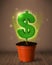 Dollar sign tree coming out of flowerpot