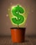 Dollar sign tree coming out of flowerpot