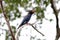 Dollarbird Dollar roller Oriental dollarbird Eurystomus orientalis