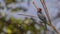 Dollarbird on Tree Branch