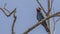 Dollarbird on Tree Branch