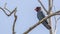 Dollarbird on Tree Branch