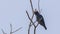 Dollarbird on Tree Branch on Clear Blue Sky