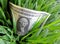 Dollars in green grass