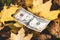 Dollars lie on the fallen yellow leaf, the concept of the falling value of the dollar