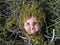 Dolls Head Covered In Moss