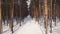 Dolly Drone shot of Winter Pine snowy forest with road during sunny weather