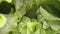 Dolly shot of abstract shapes of green lettuce leafs. Dolly shot, close up view of salad leaf. Urban farming, healthy eating