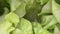 Dolly shot of abstract shapes of green lettuce leafs. Dolly shot, close up view of salad leaf. Urban farming, healthy eating lifes