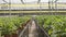 Dolly shot in a large industrial greenhouse with rows of plants