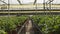 Dolly shot in a large industrial greenhouse with rows of plants