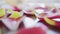 Dolly shot of petals of romantic pink and yellow tulip on a wooden table indoors